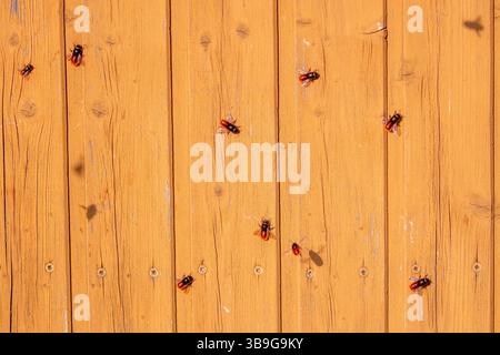 Femelles de l'abeille à cornes (Osmia cornuta) prenant un bain de soleil sur un mur de bois jaune Banque D'Images