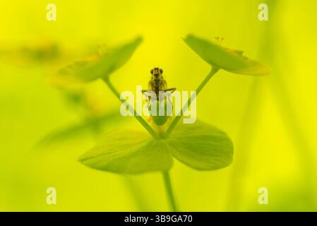 Une macro-photographie rapprochée d'un insecte perché sur une plante verte vibrante, mise en évidence sur un fond jaune vif, mettant en valeur les détails naturels Banque D'Images