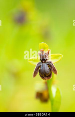Une superbe image en gros plan capturant les détails complexes d'une espèce rare d'orchidées, originaire d'Andalousie. La photographie met en valeur sa forme unique et Banque D'Images