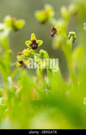 Vue rapprochée d'orchidées andalouses rares, présentant des teintes vertes vibrantes et des marques brun foncé distinctives, prospérant dans leur environnement naturel. Banque D'Images
