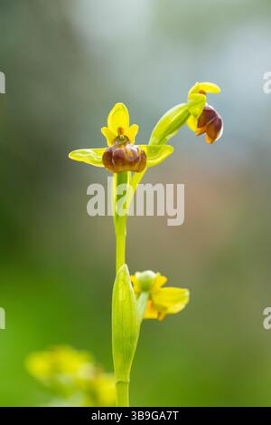 Une image détaillée en gros plan d'un Ophrys lutea, communément appelé orchidée d'abeille jaune, fleurissant dans les habitats naturels de l'Andalousie. La capture de photo Banque D'Images