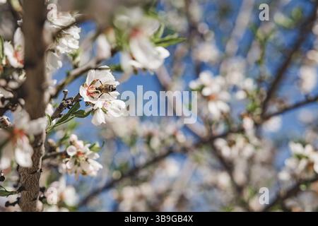 Une abeille recueille le nectar d'une fleur d'amande un jour ensoleillé de printemps à Tolède, en Espagne. La scène souligne le rôle vital des pollinisateurs dans Agricu Banque D'Images