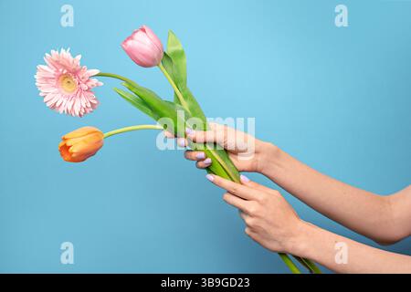 Mains de femme tenant doucement un bouquet de fleurs colorées, y compris des fleurs roses et oranges, placées sur un fond bleu vif, mettant en valeur la beauté Banque D'Images