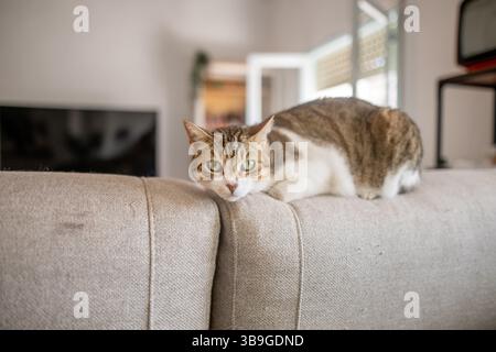 Un chat tabby détendu avec des yeux verts frappants se prélasse confortablement sur le dos d'un canapé beige dans un cadre de salon confortable, exsudant la chaleur et tranqui Banque D'Images