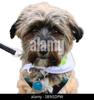 Chien terrier mélangé à visage de Shaggy avec des yeux bruns émouvants porte un bandana blanc et un harnais sarcelle, debout sur un fond blanc, caractère rayonnant Banque D'Images