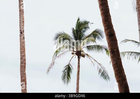 De grands cocotiers s'élèvent contre un ciel serein dans un paysage typiquement philippin. La végétation luxuriante capture l'essence de la beauté tropicale et tranquille Banque D'Images