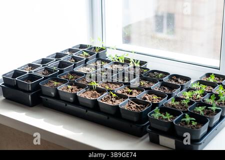 Une variété de plants de tomates dans des pots en plastique noir sur un rebord de fenêtre ensoleillé. La lumière du soleil les aide à grandir, créant un jardin intérieur frais et nourrissant Banque D'Images