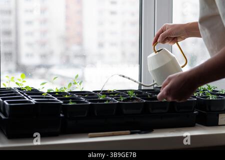 Une personne arrose de jeunes plants de tomates dans des pots noirs sur un rebord de fenêtre, soulignant le jardinage intérieur et le soin des plantes dans un cadre urbain confortable. Banque D'Images