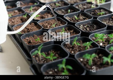 Un gros plan de jeunes plants de tomates soigneusement arrosés dans de petits pots noirs, favorisant la croissance. Les plantes tendres montrent des feuilles vertes vibrantes en noix Banque D'Images