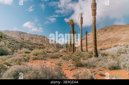 Découvrez ce paysage désertique avec une rangée de grands palmiers sous un ciel bleu vif à Fuerteventura, aux îles Canaries. Le terrain aride est accent Banque D'Images