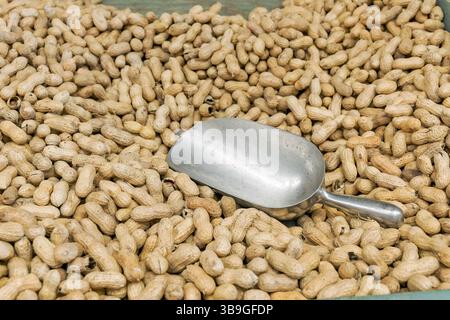 Arachides entières fraîches dans des coquilles d'arachides à vendre sur un marché agricole de Montgomery Alabama, États-Unis. Banque D'Images