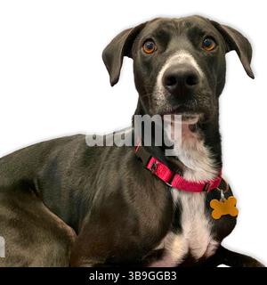 Labrador noir mélange avec la poitrine blanche et les yeux ambrés soulagés se couche tout en regardant vers le haut, portant un collier rouge et une étiquette en os contre un dos blanc Banque D'Images