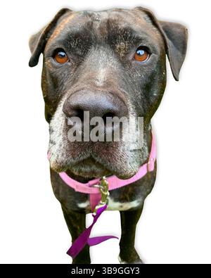 Curieux canin : un mélange senior de pit Bull noir et blanc regarde directement dans la caméra avec des yeux émouvants et un harnais rose, soulignant la personnalité A. Banque D'Images