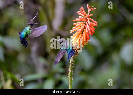 Colibris Banque D'Images