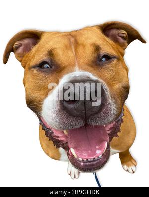 Cheeky Grin : un pit Bull brun et blanc mélange des faisceaux larges avec des dents visibles et une langue lâcheuse, coupés sur un fond blanc brillant Banque D'Images