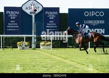 Ascot, Royaume-Uni. 9 mai 2025. Horse Toby Tops monté par le jockey Morgan Cole remporte le Peroni Nastro Azzurro 0,0% Apprentice handicap Stakes, Class 4, GBBPlus Race à Ascot Racecourse dans le Berkshire au Peroni Nastro Azzurro 0,0% Friday Raceday. Propriétaire M. Paul Goonan, entraîneur Dylan Cunha, Newmarket, éleveur Curie Monceaux/Rifa Mustang. Crédit : Maureen McLean/Alamy Live News Banque D'Images