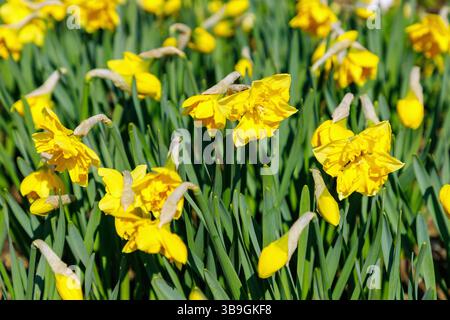 Jonquilles papillon fleuries, hybride Narcisse, Chanterelle Banque D'Images