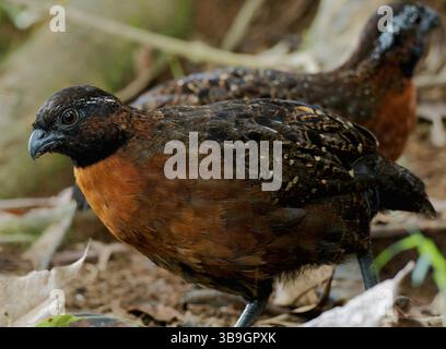 Caille croisée rousse Banque D'Images
