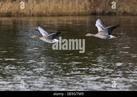 Deux oies de drapeau gris, volant, eau, Anser anser Banque D'Images