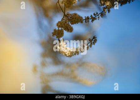 Une branche avec des fleurs blanches fleurissant au printemps Banque D'Images