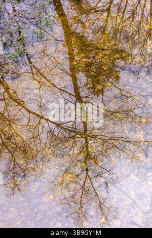 Les arbres sont réfléchis à la surface de l'eau Banque D'Images