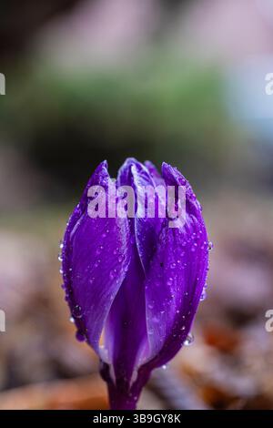 Fleurs printanières, crocus avec des gouttes de rosée, gros plan Banque D'Images