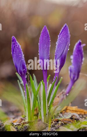 Fleurs printanières, crocus avec des gouttes de rosée, gros plan Banque D'Images