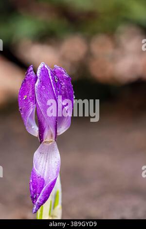 Fleurs printanières, crocus avec des gouttes de rosée, gros plan Banque D'Images