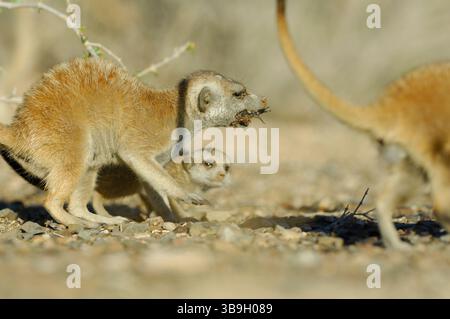 Vers l'âge de deux mois, de jeunes suricates ou suricates à queue mince (Suricata suricatta) sont déjà actifs en dehors du terrier mais ne le peuvent toujours pas Banque D'Images