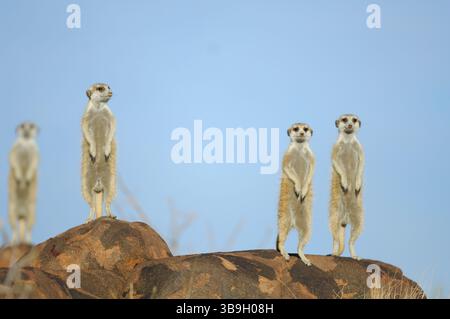 Les Suricates ou suricates à queue mince (Suricata suricatta), originaires d'Afrique australe, vivent en groupes comptant en moyenne 10 individus, bien que jusqu'à 50 sha Banque D'Images
