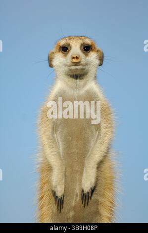 Les Suricates ou suricates à queue mince (Suricata suricatta) évoquent souvent un sourire en raison de leur posture droite et de leurs oreilles externes, qui ressemblent à celles de Banque D'Images