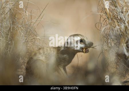 Vers l'âge de deux mois, un jeune suricata suricatta (Suricata suricatta) est déjà actif à l'extérieur du terrier mais en dépend toujours Banque D'Images