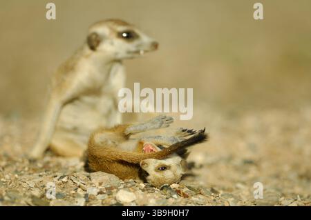 Une portée de suricates ou suricates à queue mince (Suricata suricatta) est généralement composée de trois à cinq petits. Durant leur premier mois, ils restent clos Banque D'Images