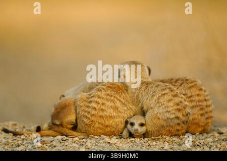 À mesure que les températures chutent à la fin de la journée, les suricates ou suricates à queue mince (Suricata suricatta) se rassemblent pour se serrer, se toiletter et se renforcer Banque D'Images