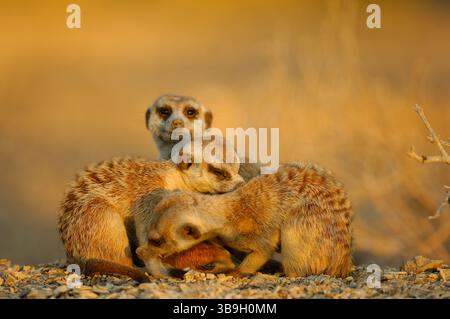 À mesure que les températures chutent à la fin de la journée, les suricates ou suricates à queue mince (Suricata suricatta) se rassemblent pour se serrer, se toiletter et se renforcer Banque D'Images