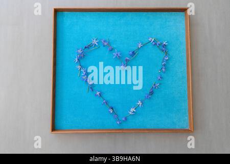 Un arrangement floral fleuri en forme de coeur entier fait de petits bleus bleus sur un fond turquoise comme décoration naturelle sur le Banque D'Images