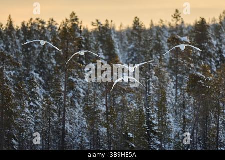 Cygne, cygne Whooper, cygnus cygnus, plusieurs, volant, Finlande, Laponie, hiver Banque D'Images