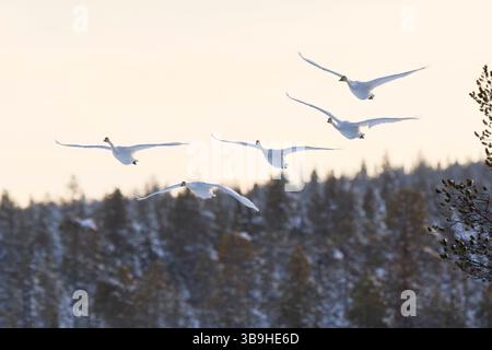 Cygne, cygne Whooper, cygnus cygnus, plusieurs, volant, Finlande, Laponie, hiver Banque D'Images