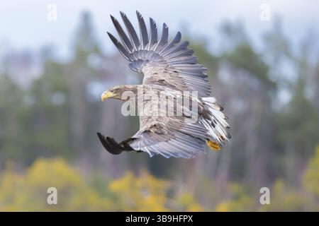 Aigle à queue blanche, Haliaeetus albicilla, jeune oiseau en vol, Smaland, Suède Banque D'Images