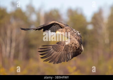 Aigle à queue blanche, Haliaeetus albicilla, jeune oiseau en vol, Smaland, Suède Banque D'Images