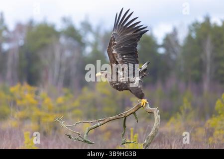 Aigle à queue blanche, Haliaeetus albicilla, jeune oiseau en vol, Smaland, Suède Banque D'Images