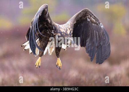 Aigle à queue blanche, Haliaeetus albicilla, jeune oiseau en vol, Smaland, Suède Banque D'Images