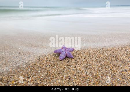 Étoile de mer commune, Asterias rubens, étoile de mer morte sur la plage, Schleswig-Holstein, Allemagne Banque D'Images