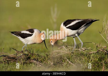 American Avocet paire échangeant des tâches de nid à Sierra Valley, Plumas County California USA Banque D'Images