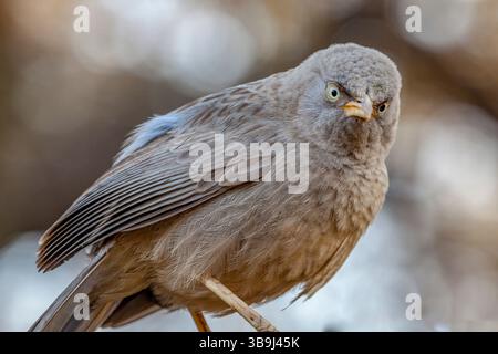 Jungle babbler au parc national de Ranthambore, Rajasthan, Inde Banque D'Images