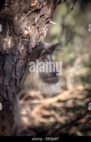 Tête d'un langur gris touffeté essayant derrière un arbre au parc national de Ranthambore, Rajasthan, Inde Banque D'Images