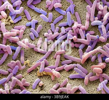 Bactéries de compost, SEM Banque D'Images