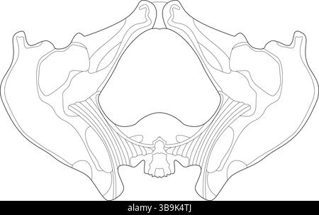 Illustration détaillée en noir et blanc de l'os pelvien humain, représentant la structure squelettique d'une vue antérieure. Idéal pour médical, ana Illustration de Vecteur