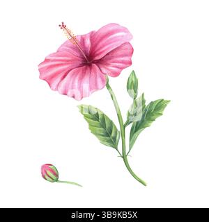 Branche verte avec fleurs d'hibiscus roses, bourgeons et feuilles illustration aquarelle arrière-plan isolé. Fleurs tropicales fraîches pour la papeterie de mariage Banque D'Images