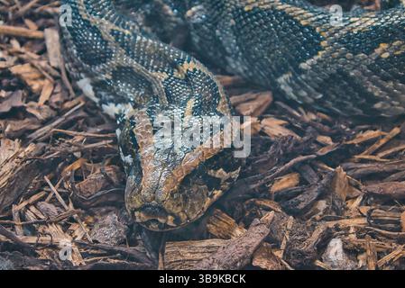 Serpent sur le sol constricteur Banque D'Images